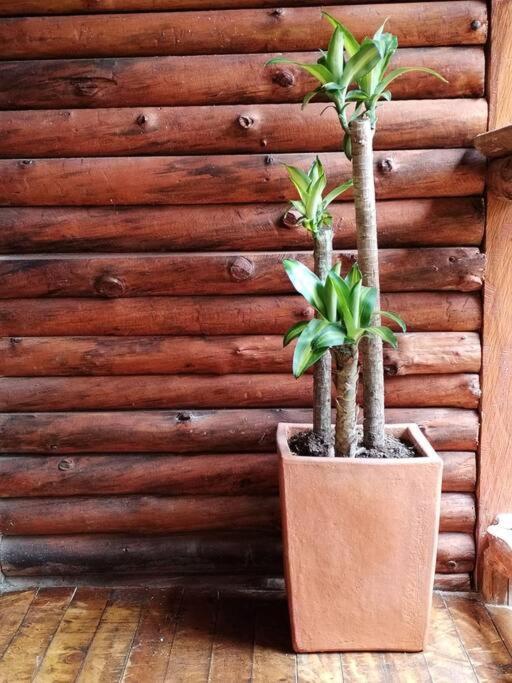Canela Santa Elena - Medellín