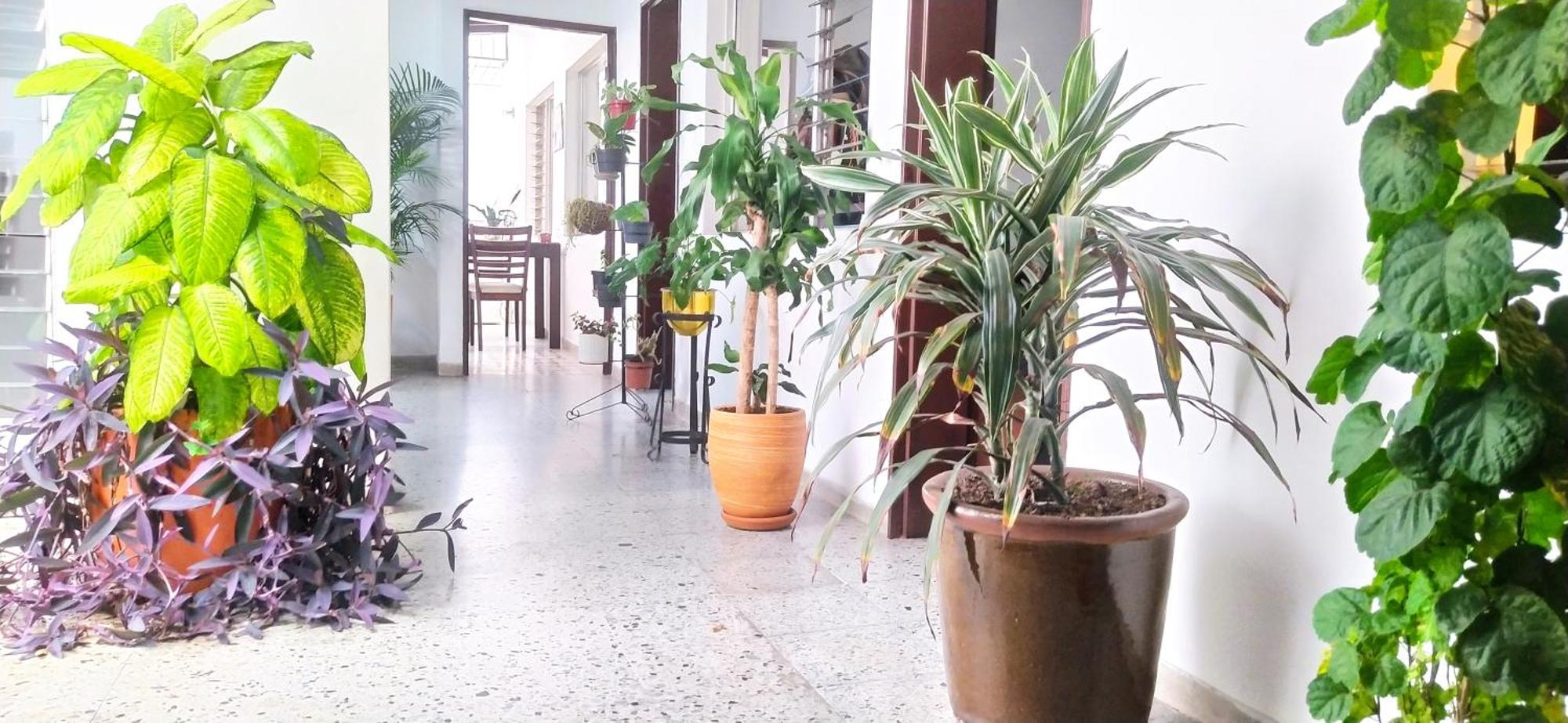 The Flora House - Espacio Seguro, Amplio Y Acogedor *