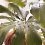 Subotanico Poblado, Medellín
