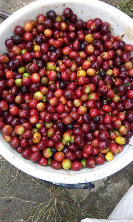Glamping & Coffee Tour Medellín