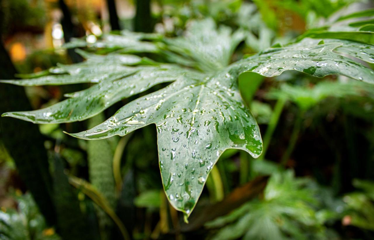 Natural Medellín