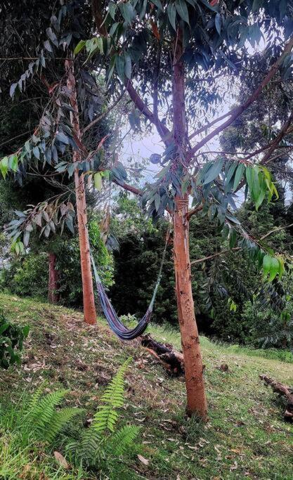 Mount * Medellín