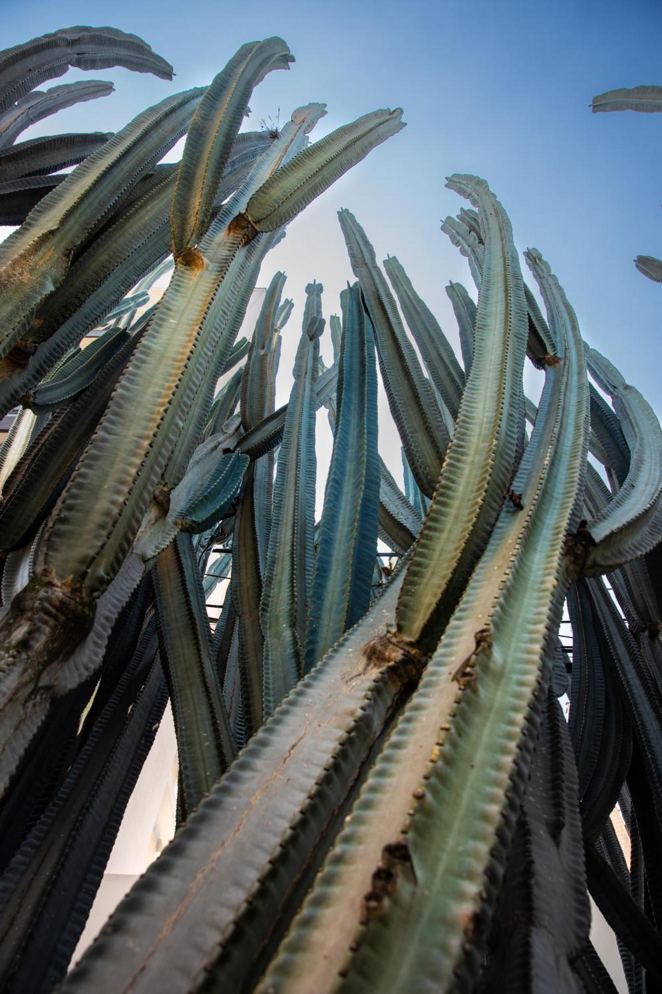 Kasa Cactus Laureles, 4*