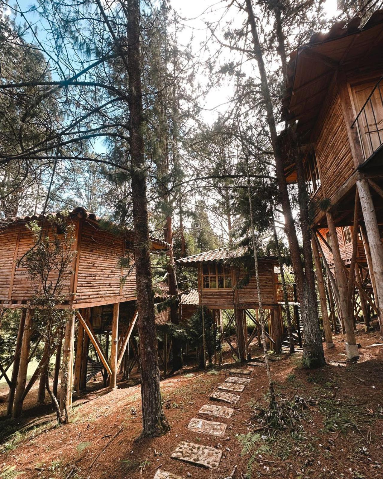 Eco Nigueito
