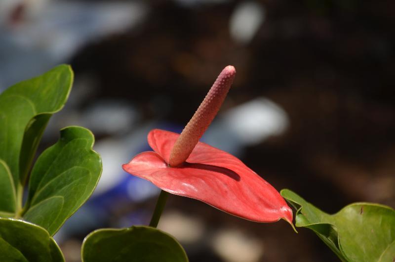 Aromax Del Campestre Hotel Medellín
