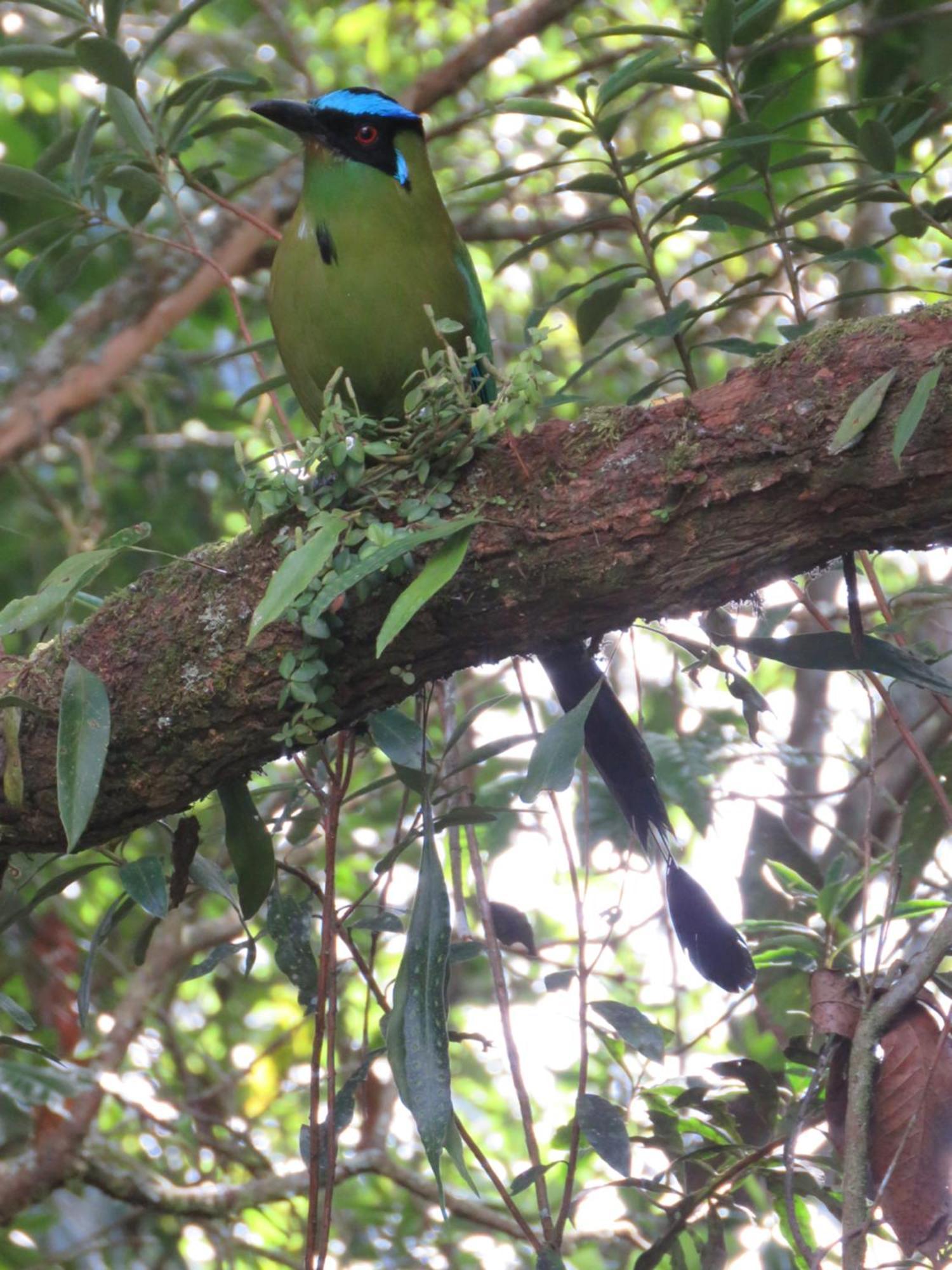 Refugio En El Bosque Medellín
