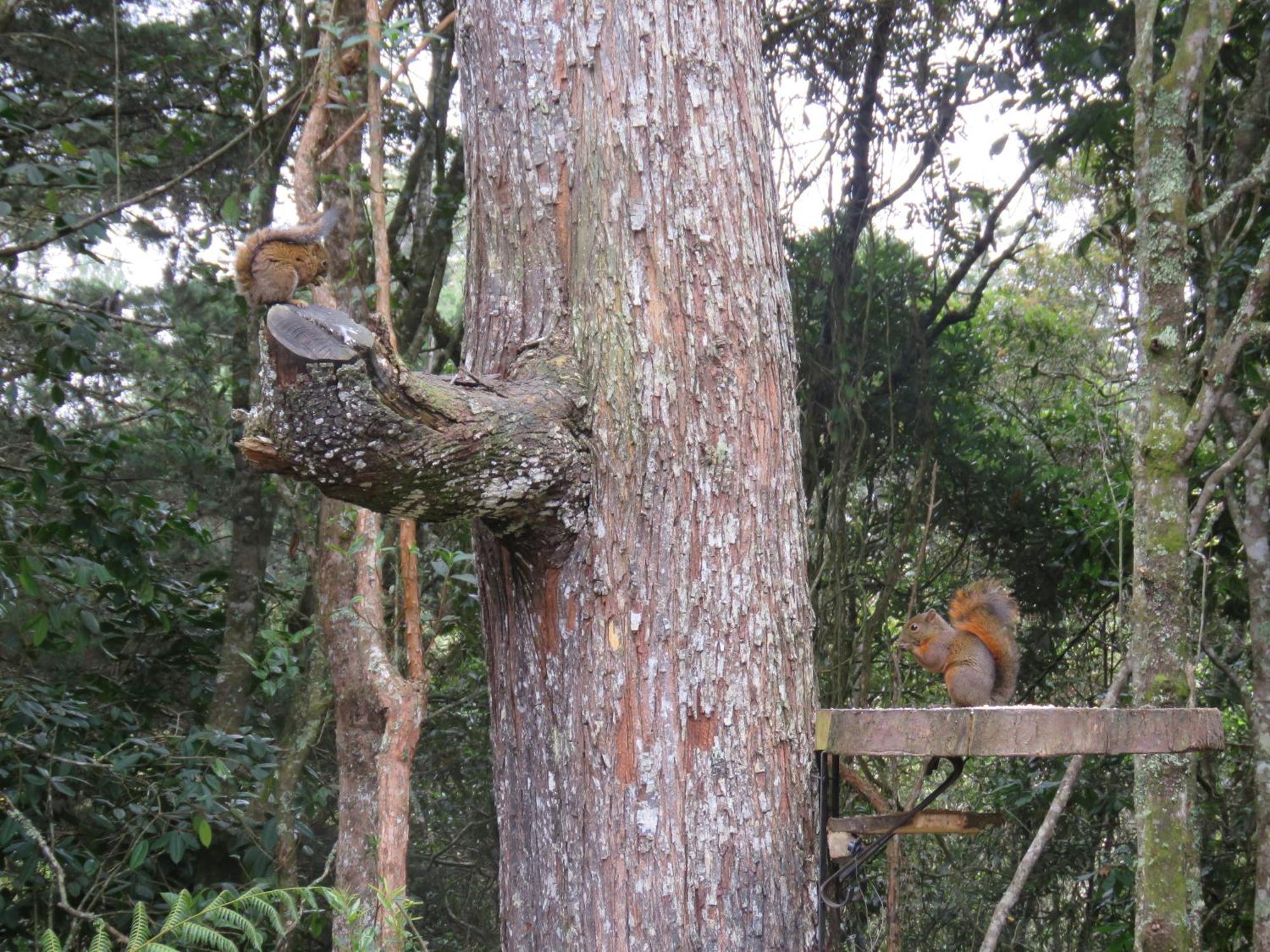 Refugio En El Bosque Pensión