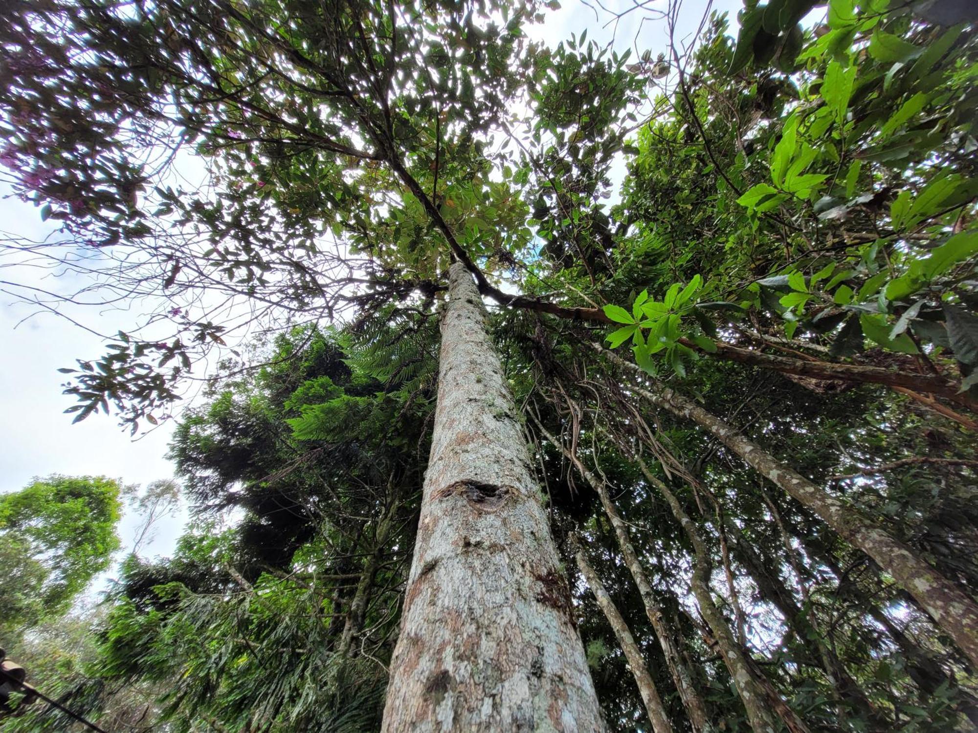 Refugio En El Bosque *