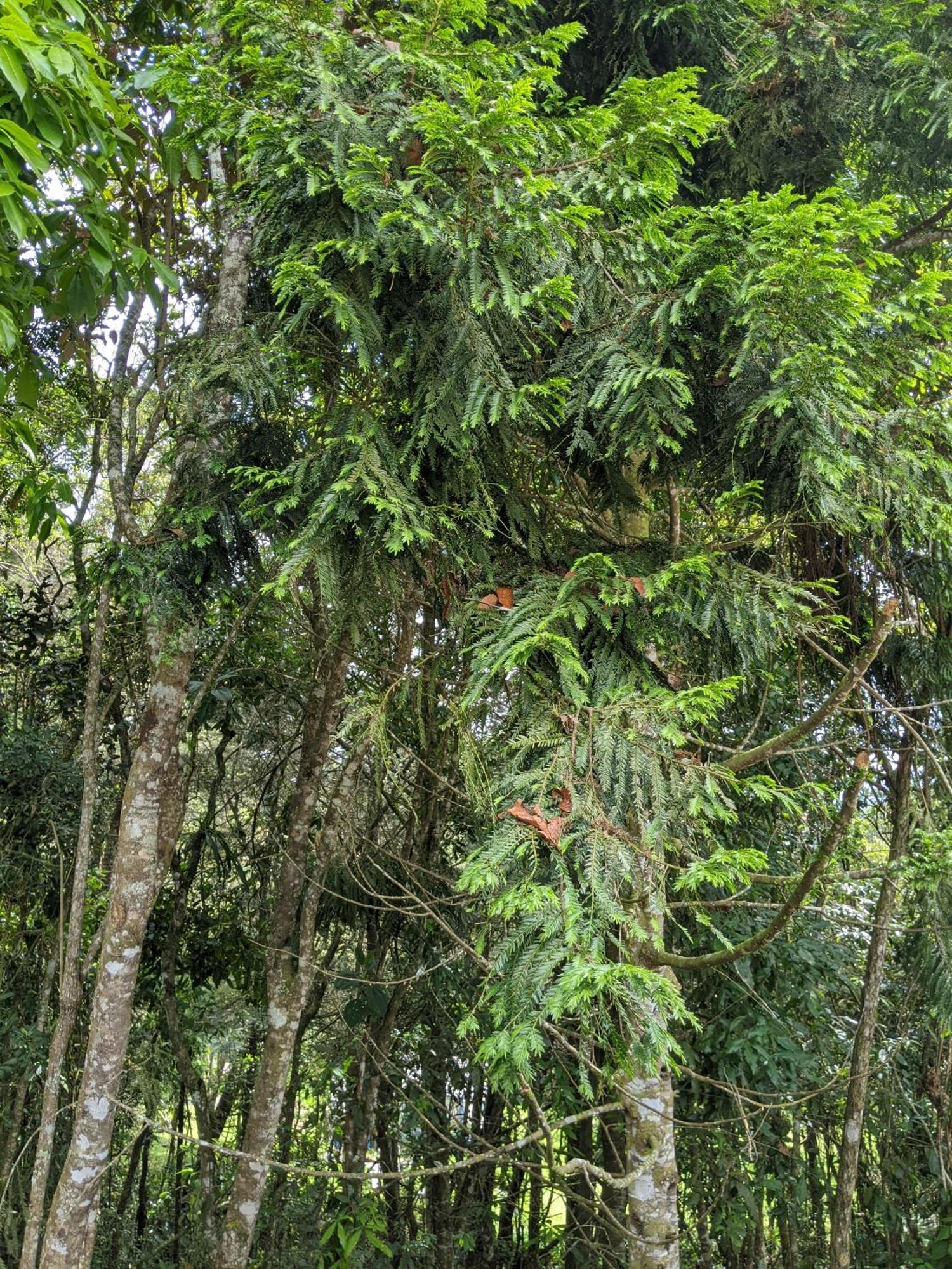 Pensión Refugio En El Bosque *